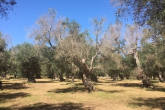 IMG-20180607-WA0001