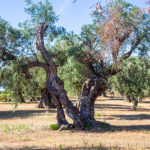 Valencia aprueba ayudas para la replantación de parcelas afectadas por Xylella