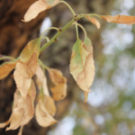 Primer caso de Xylella fastidiosa en la provincia de Valencia