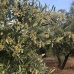 La CE concede a la UJA una acción de investigación "Marie Curie" sobre Xylella