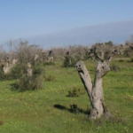 En busca de cura contra la Xylella fastidiosa