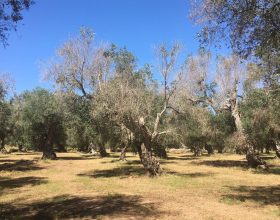El sector olivarero y el proyecto LifeResilience