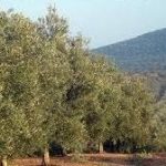 El secretario general de Agricultura señala la compatibilidad del cultivo del olivar con la preservación de la biodiversidad