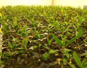 Beneficios del proyecto LifeResilience en la mejora vegetal