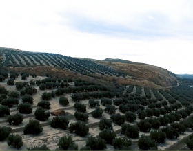 Life Resilience mejora la resiliencia del olivo y almendro frente al cambio climático