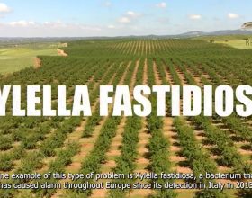 Life Resilience: 'A new approach in the fight against Xylella Fastidiosa'.