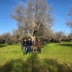 Visit to an olive grove affected by Xylella in Lecce (Puglia)