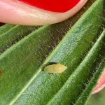Plant species that can repel insects that transmit Xylella fastidiosa