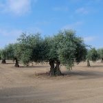 Xylella fastidiosa has been detected in France