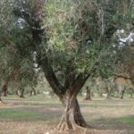These are the priorities of the Italian Government about Xylella fastidiosa