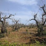 According to the EU Court of Justice: Italy has breached its obligations towards Xylella