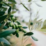 New positive cases of Xylella are detected in olive and almond trees