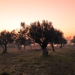 COVID-19 affects the fight against Xylella in Italy