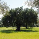 Plan Extraordinario para la regeneración del olivo en Italia