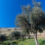 European Union changes the protocol in the fight against Xylella