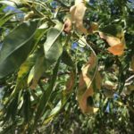 A batch of plant material infected with Xylella is detected in Castellón