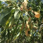 Detectan una partida de material vegetal infectado por Xylella en Castellón