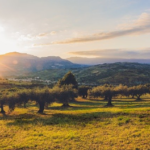 Italia aprueba la plantación de olivos tolerantes a Xylella