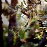 Cosechan aceitunas saludables en la región de Puglia devastada por Xylella
