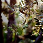 Cosechan aceitunas saludables en la región de Puglia devastada por Xylella