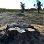 El brote de Xylella en Apulia pone en riesgo los árboles milenarios