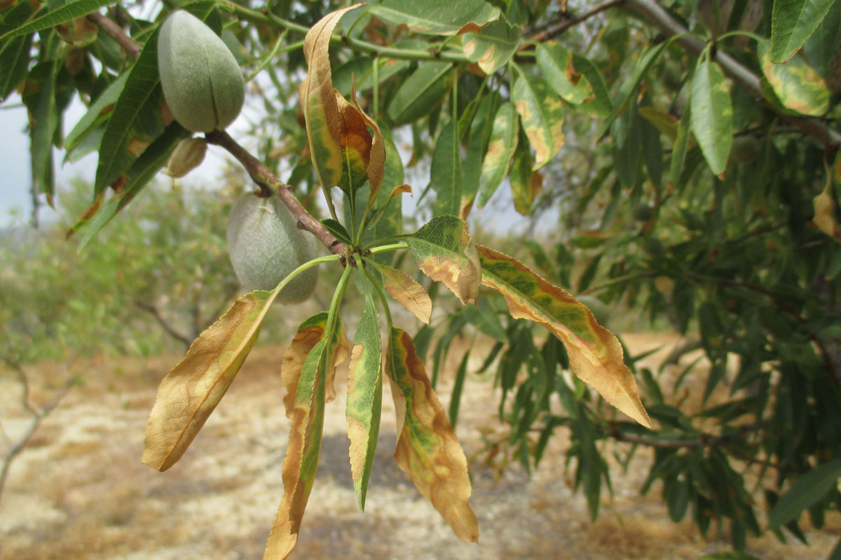 Xylella